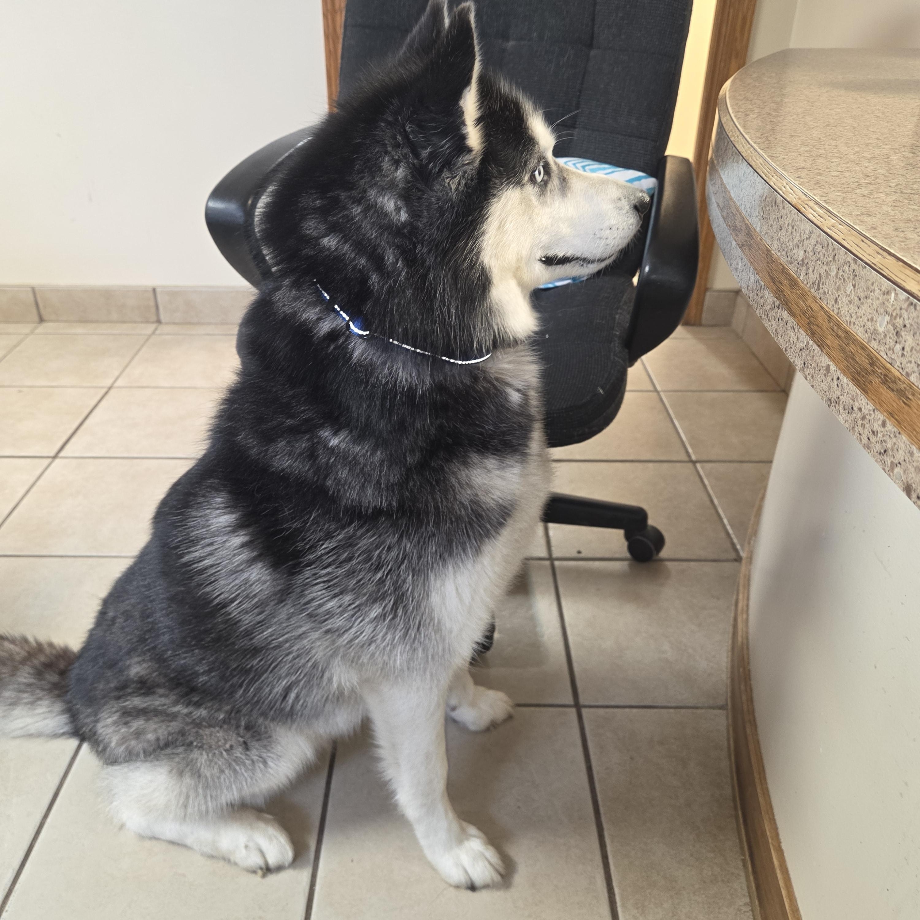 Dakota, ADOPTABLE, Adult Male Siberian Husky.