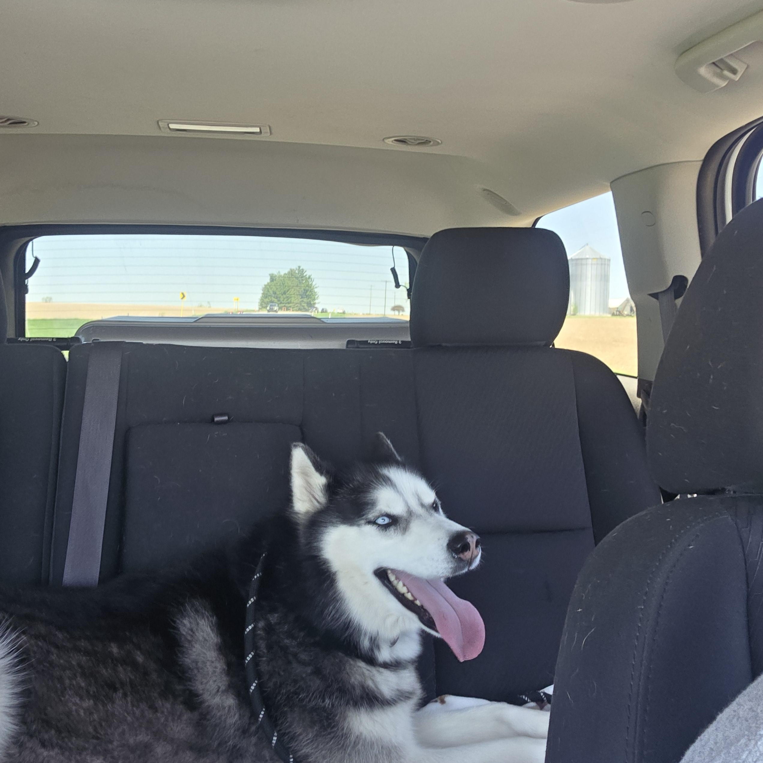 Dakota, a ADOPTABLE Siberian Husky in West Branch, MI image 2/2
