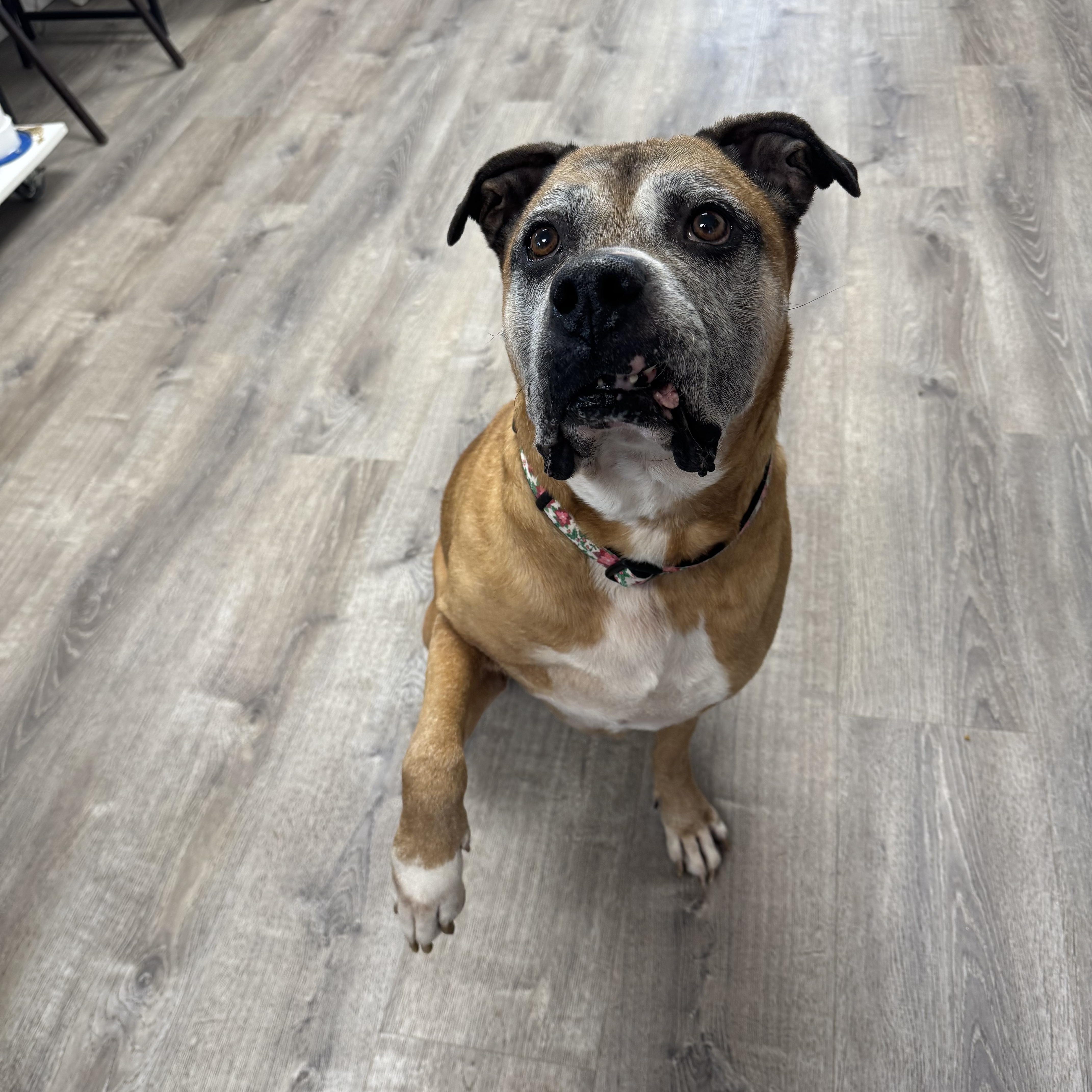 Enlarge Fernando , a ADOPTABLE mixed breed in Salem, OH image 1/1