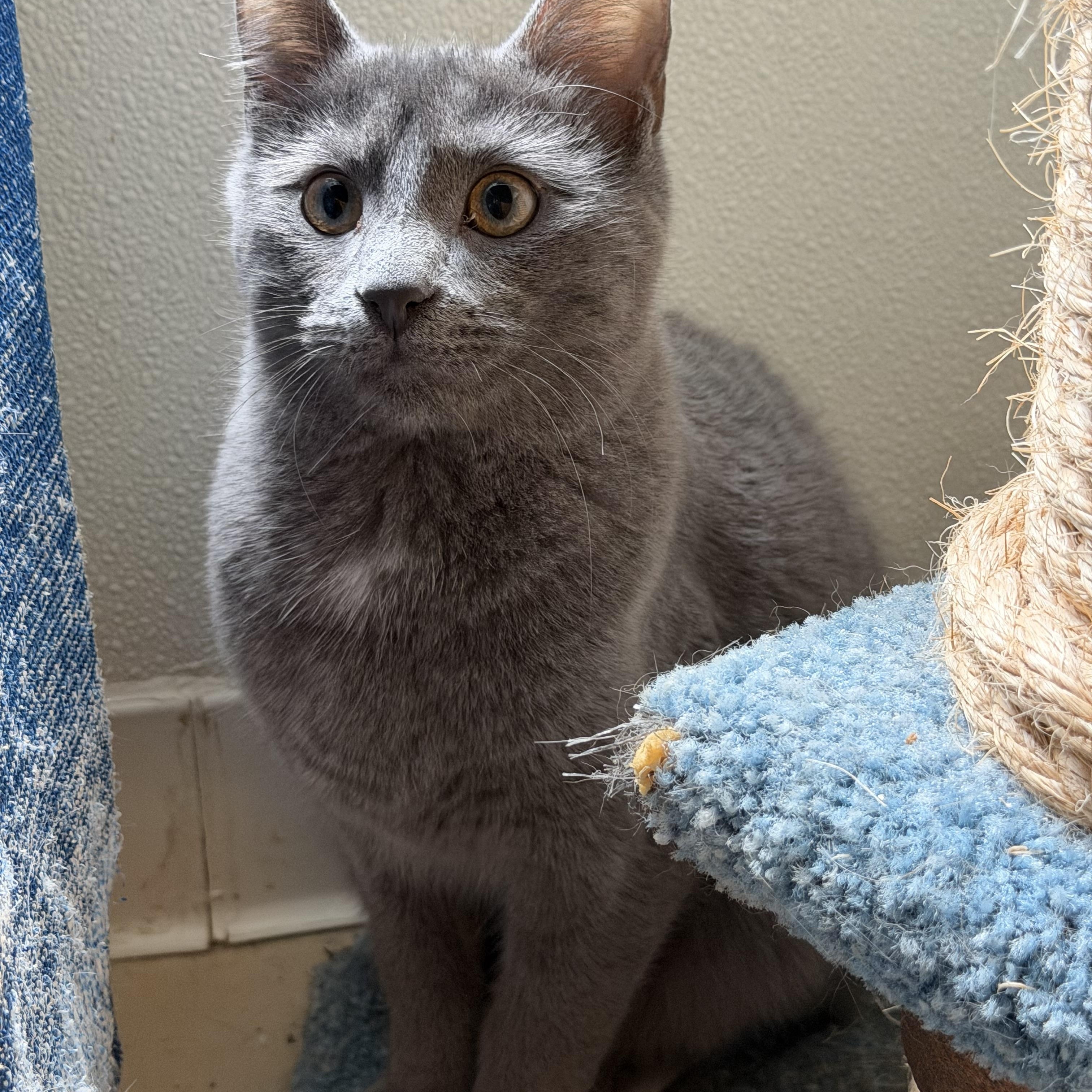 Hugh, Adoptable, Young Male Domestic Short Hair.