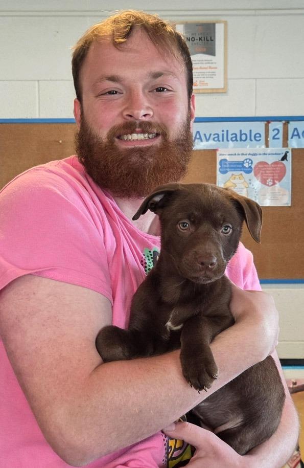 Smudge, Adoptable, Puppy Female Labrador Retriever & Pit Bull Terrier.