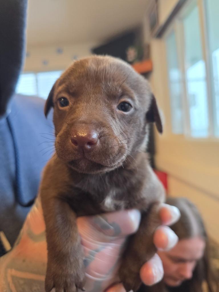 Enlarge Smudge, a Adoptable mixed breed in Gold Beach, OR image 1/1