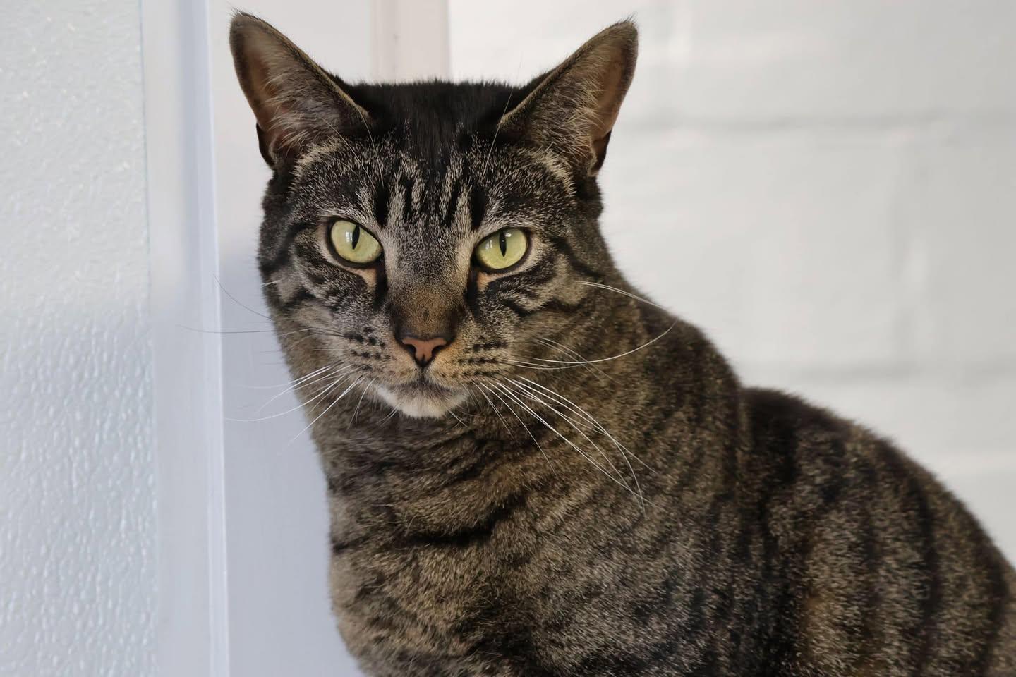 Chris, Adoptable, Young Male Domestic Short Hair.