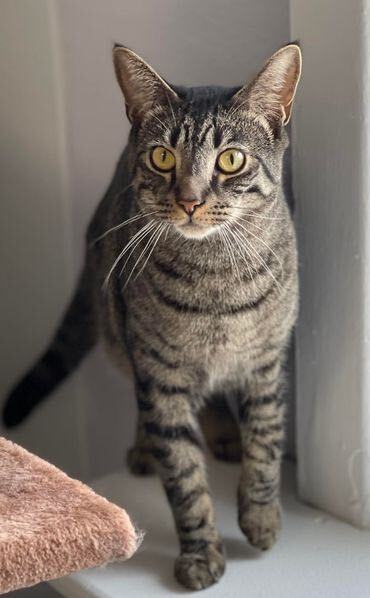 Chris, a Adoptable Domestic Short Hair in Freeport, NY image 4/6