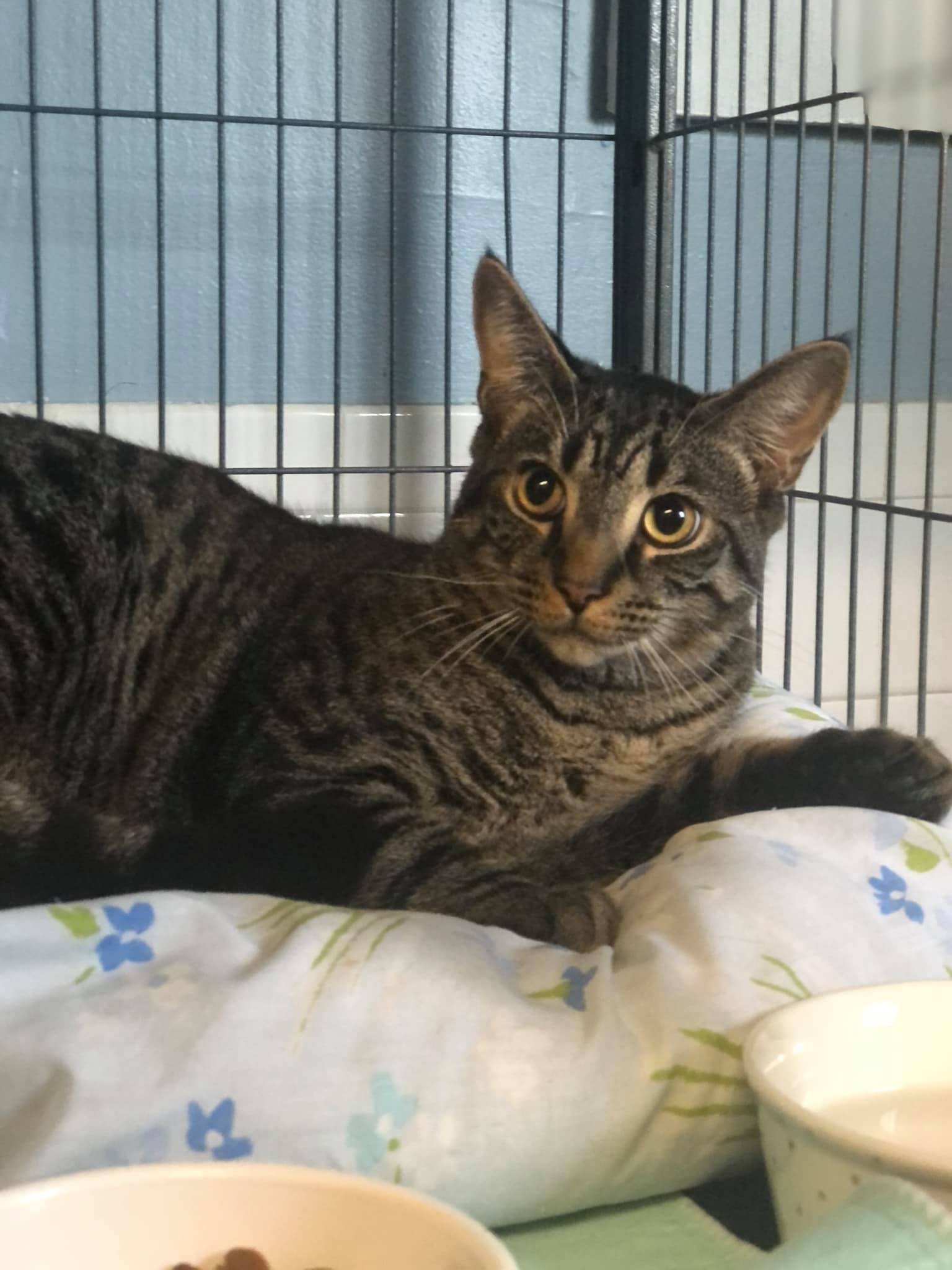 Chris, a Adoptable Domestic Short Hair in Freeport, NY image 5/6