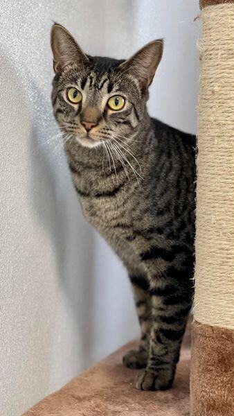 Chris, a Adoptable Domestic Short Hair in Freeport, NY image 6/6