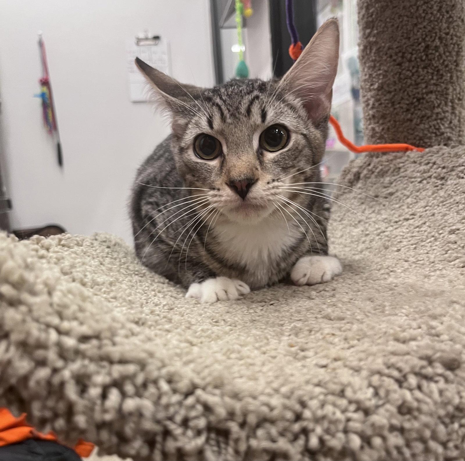 Enlarge Chip, a Adoptable Domestic Short Hair in Scottsdale, AZ image 1/1
