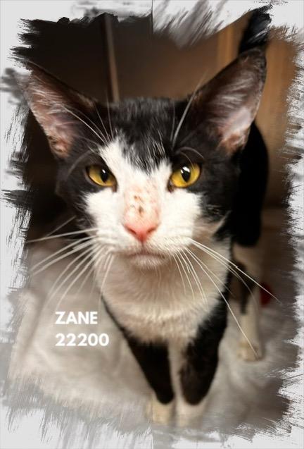 Enlarge ZANE (R), a Adopted mixed breed in Marietta, GA image 1/4