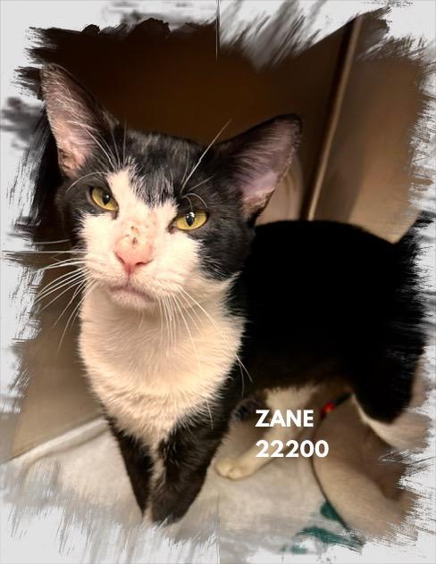 Enlarge ZANE (R), a Adopted mixed breed in Marietta, GA image 3/4