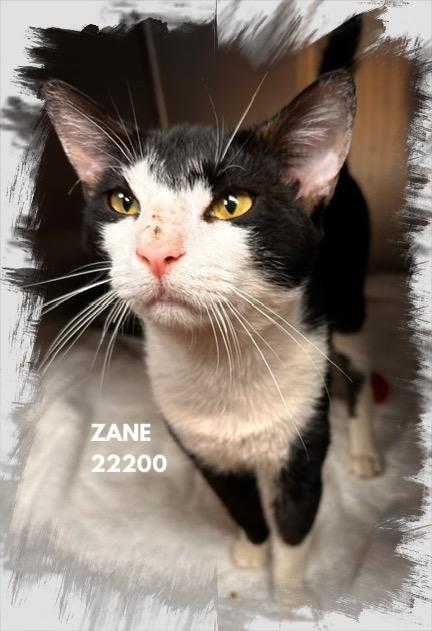 Enlarge ZANE (R), a Adopted mixed breed in Marietta, GA image 4/4