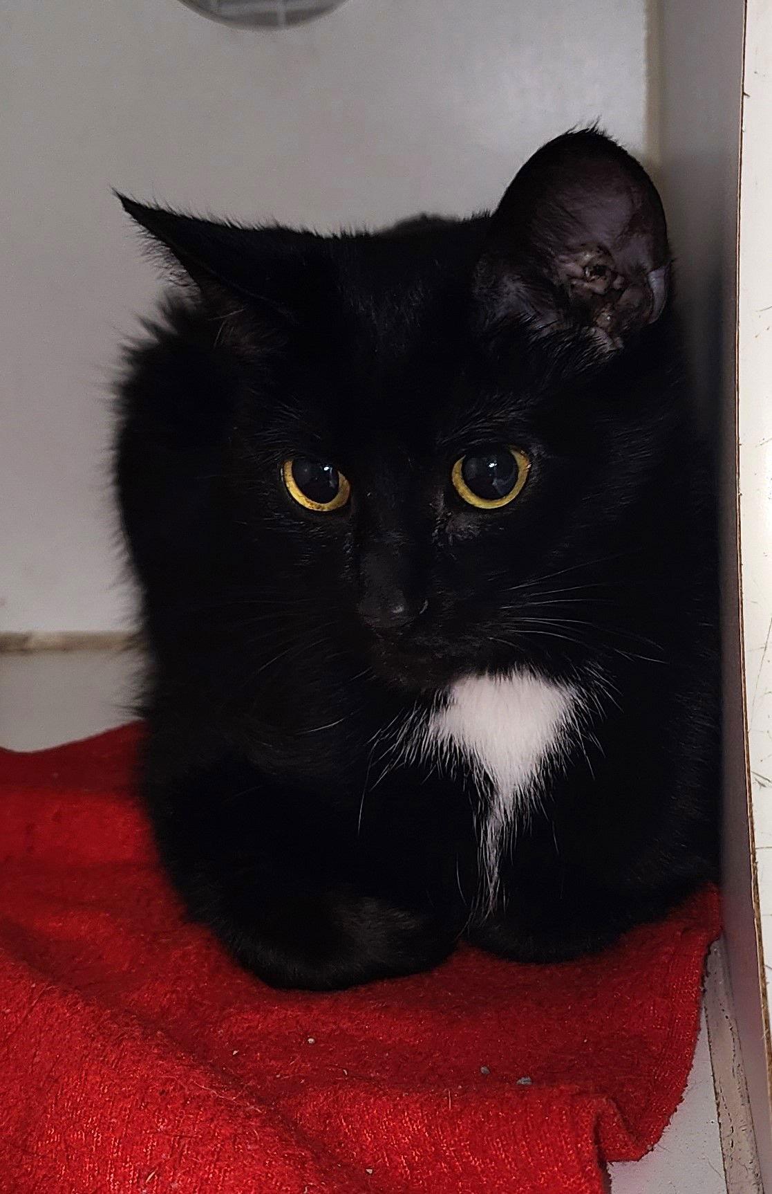 Enlarge Cali, a Adoptable Domestic Short Hair in Greenfield, IN image 1/1