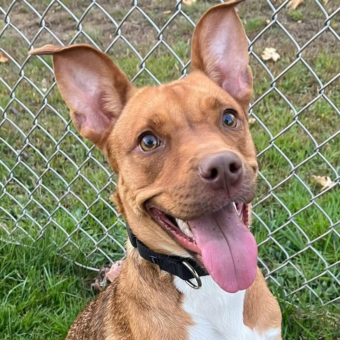 Sophie, a Adoptable mixed breed in Dunkirk, NY image 2/3