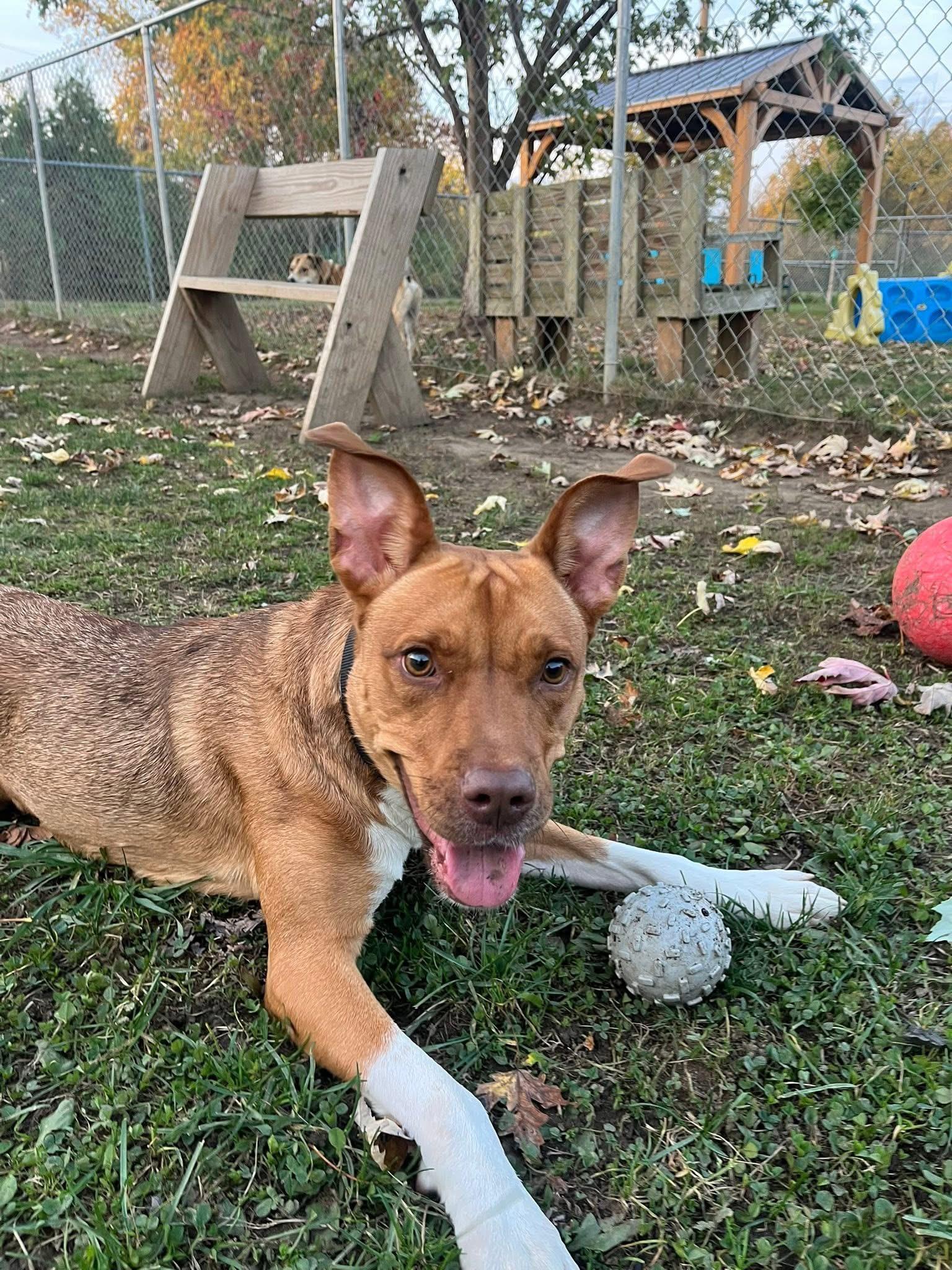 Sophie, a Adoptable mixed breed in Dunkirk, NY image 3/3