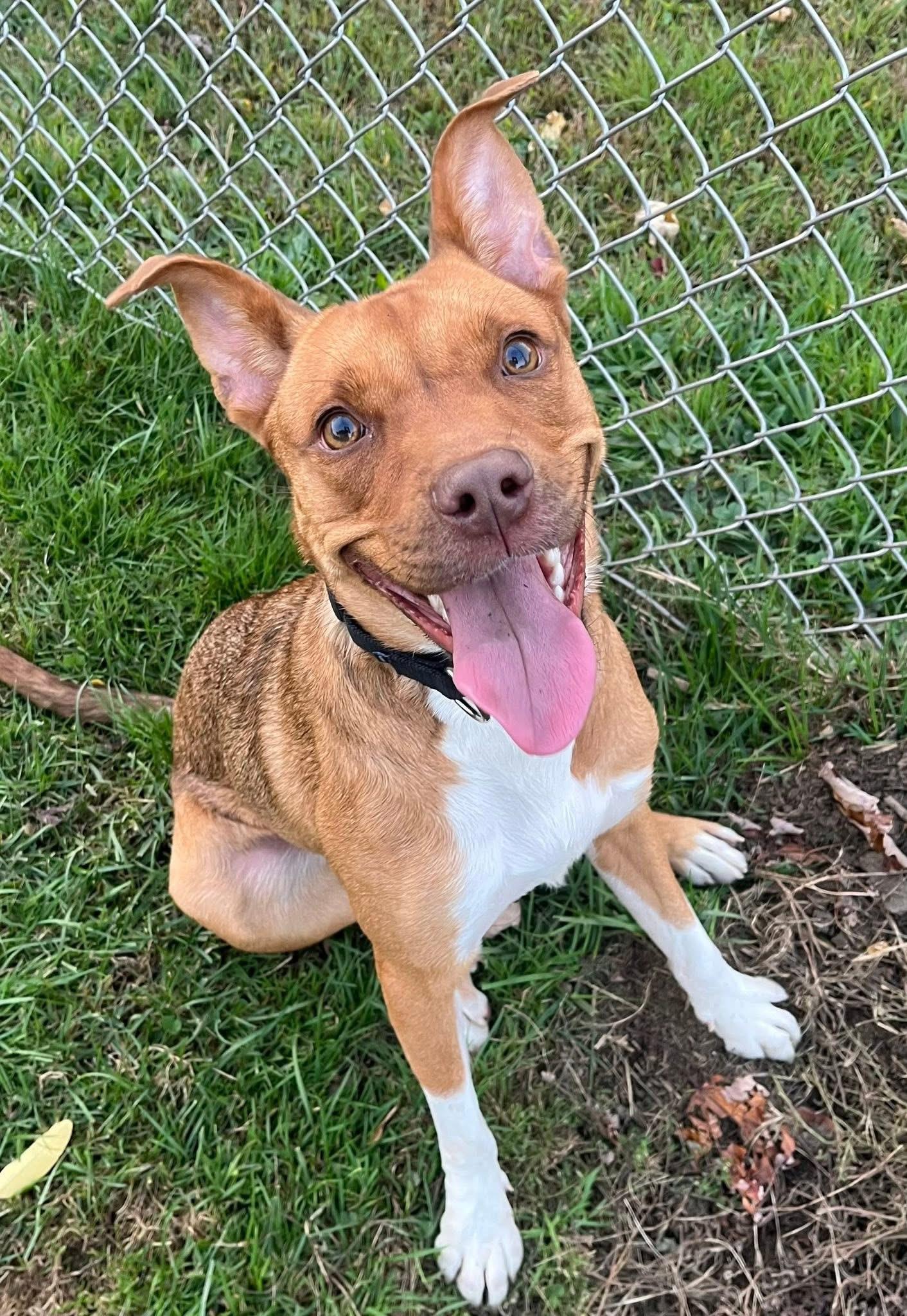 Sophie, a Adoptable mixed breed in Dunkirk, NY image 1/3
