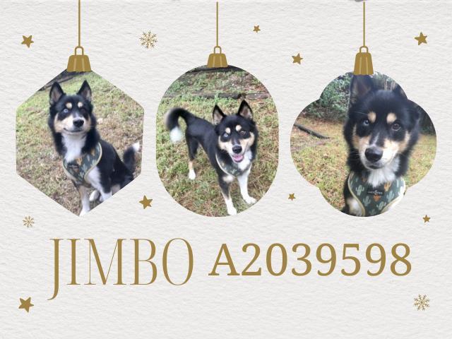 JIMBO, Adoptable, Adult Male Klee Kai & Mixed Breed.