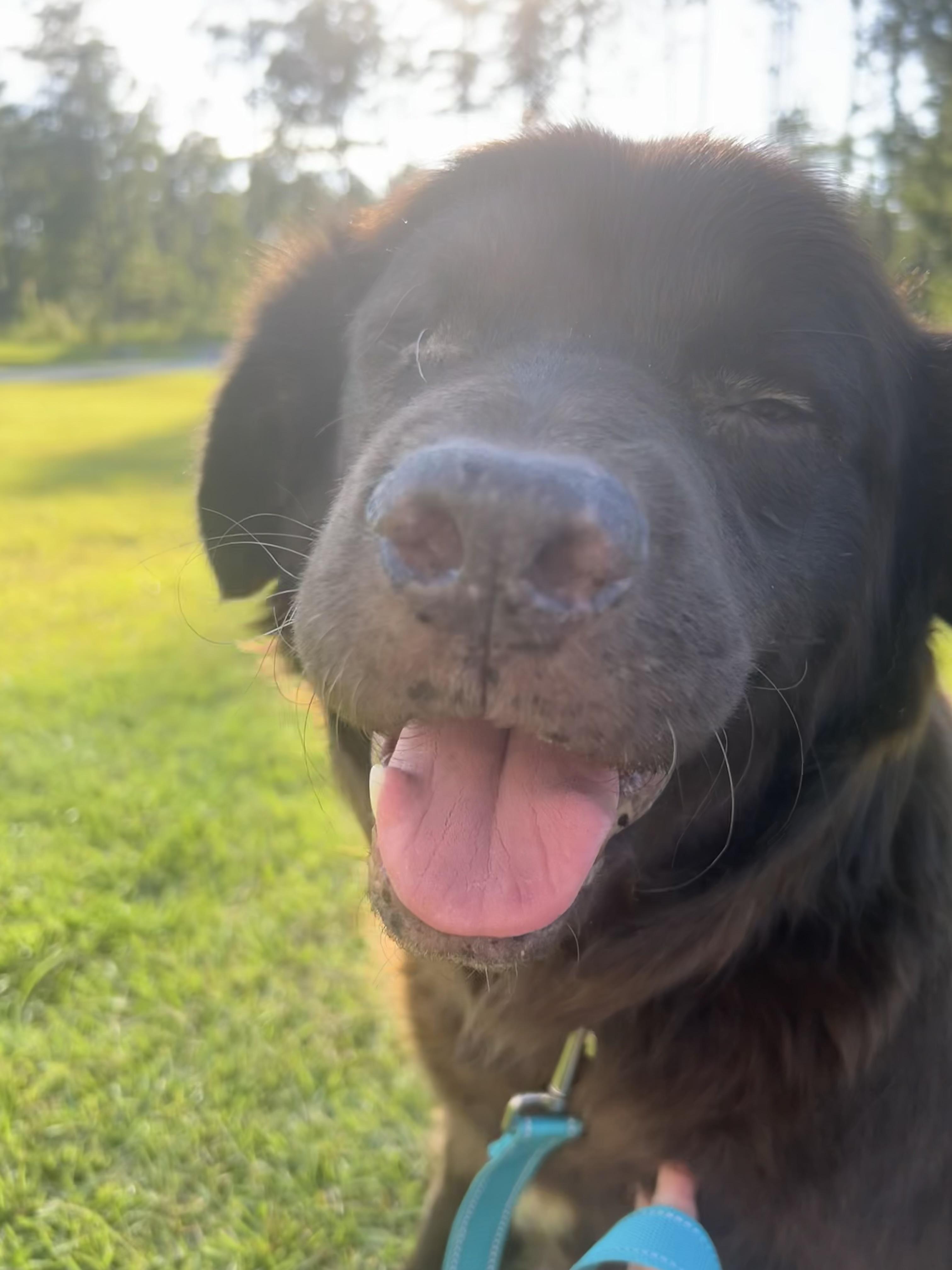 ALFIE (aka Sir Alfred, Lord of the Cuddle Kingdom), an adoptable Mixed Breed, Newfoundland Dog in Houlton, ME, 04730 | Photo Image 1