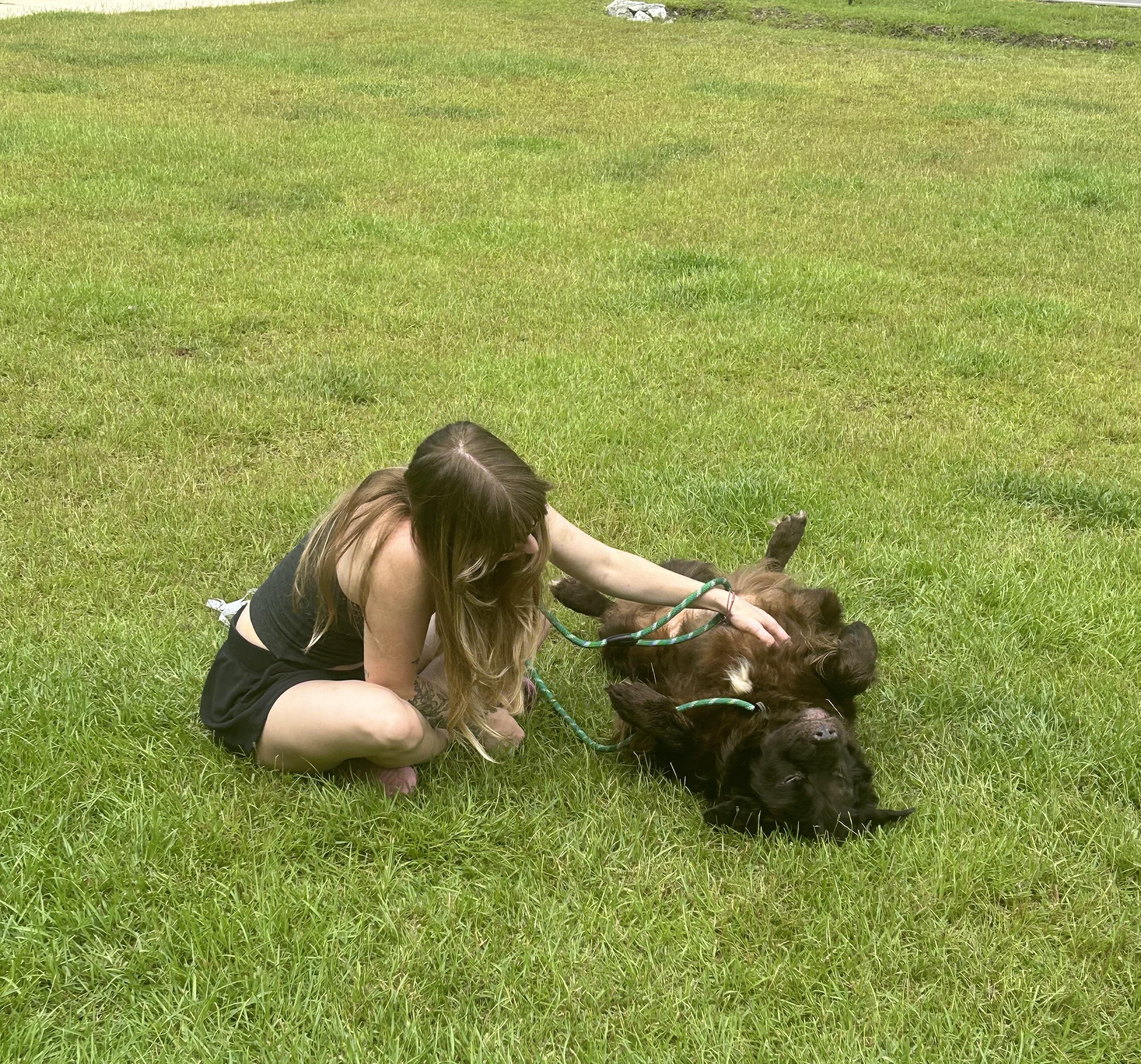 ALFIE (aka Sir Alfred, Lord of the Cuddle Kingdom), an adoptable Mixed Breed, Newfoundland Dog in Houlton, ME, 04730 | Photo Image 4