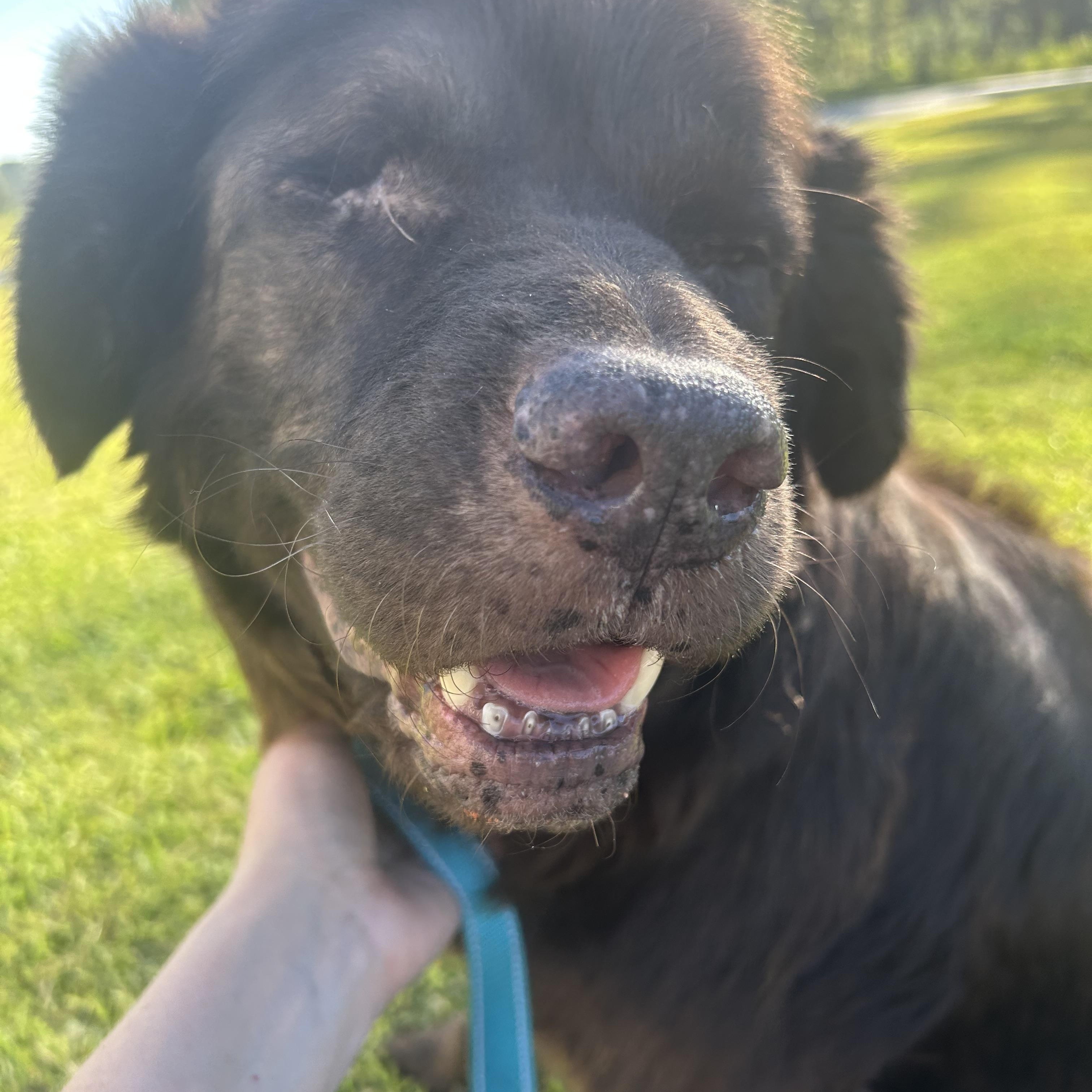 ALFIE (aka Sir Alfred, Lord of the Cuddle Kingdom), an adoptable Mixed Breed, Newfoundland Dog in Houlton, ME, 04730 | Photo Image 2