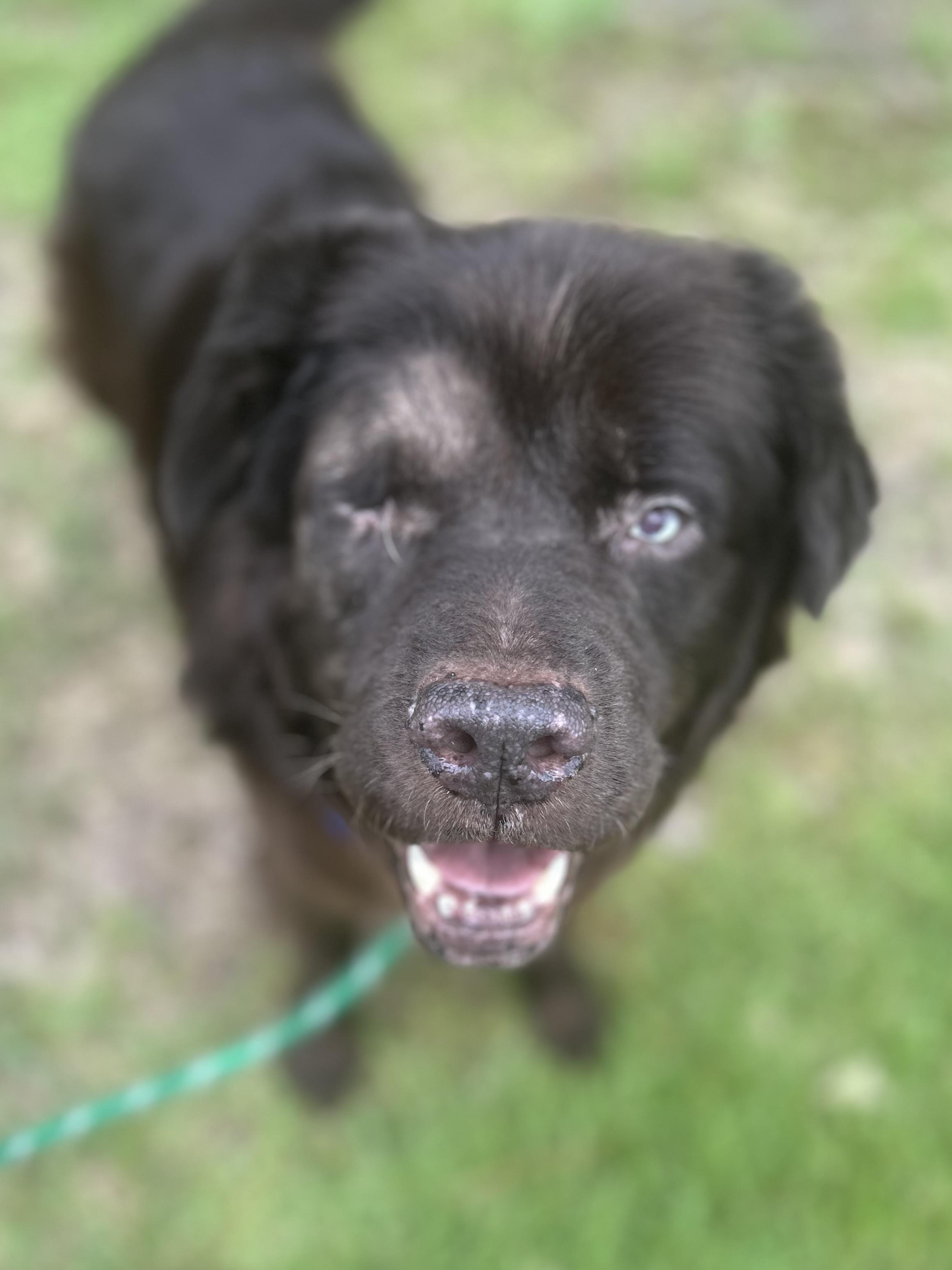 ALFIE (aka Sir Alfred, Lord of the Cuddle Kingdom), an adoptable Mixed Breed, Newfoundland Dog in Houlton, ME, 04730 | Photo Image 5