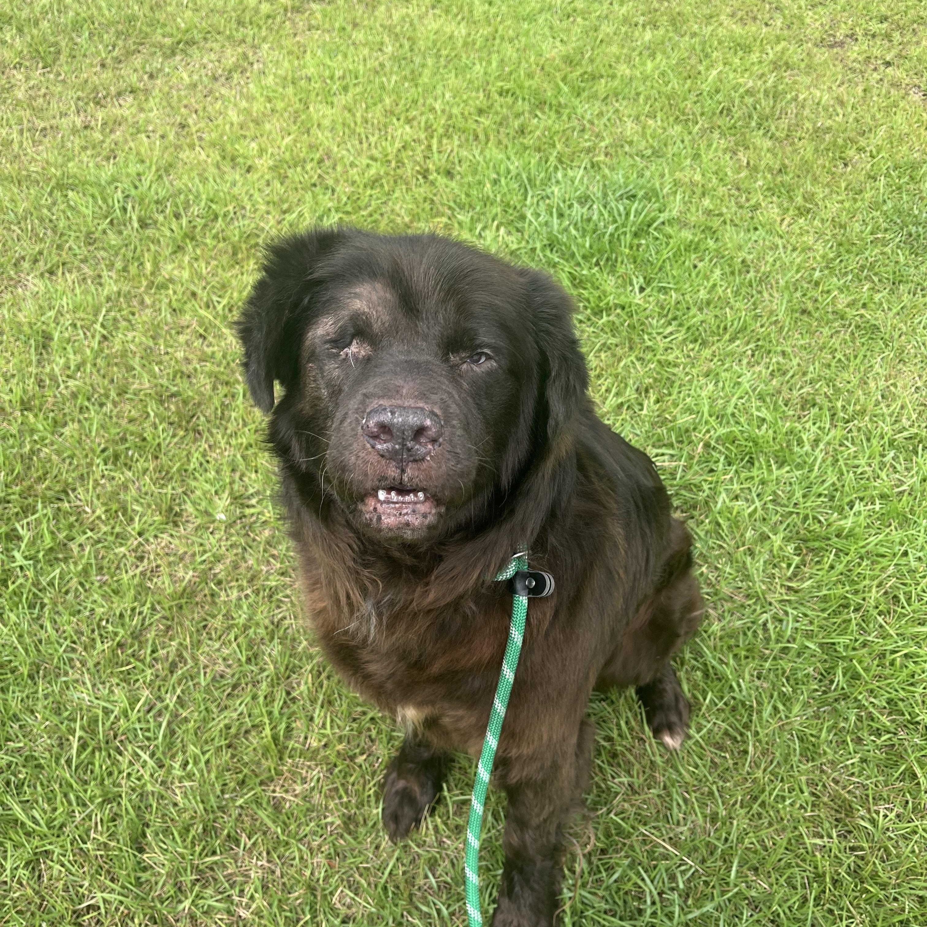 ALFIE (aka Sir Alfred, Lord of the Cuddle Kingdom), an adoptable Mixed Breed, Newfoundland Dog in Houlton, ME, 04730 | Photo Image 3
