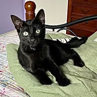 Lucas - Kuykendahl Petsmart 