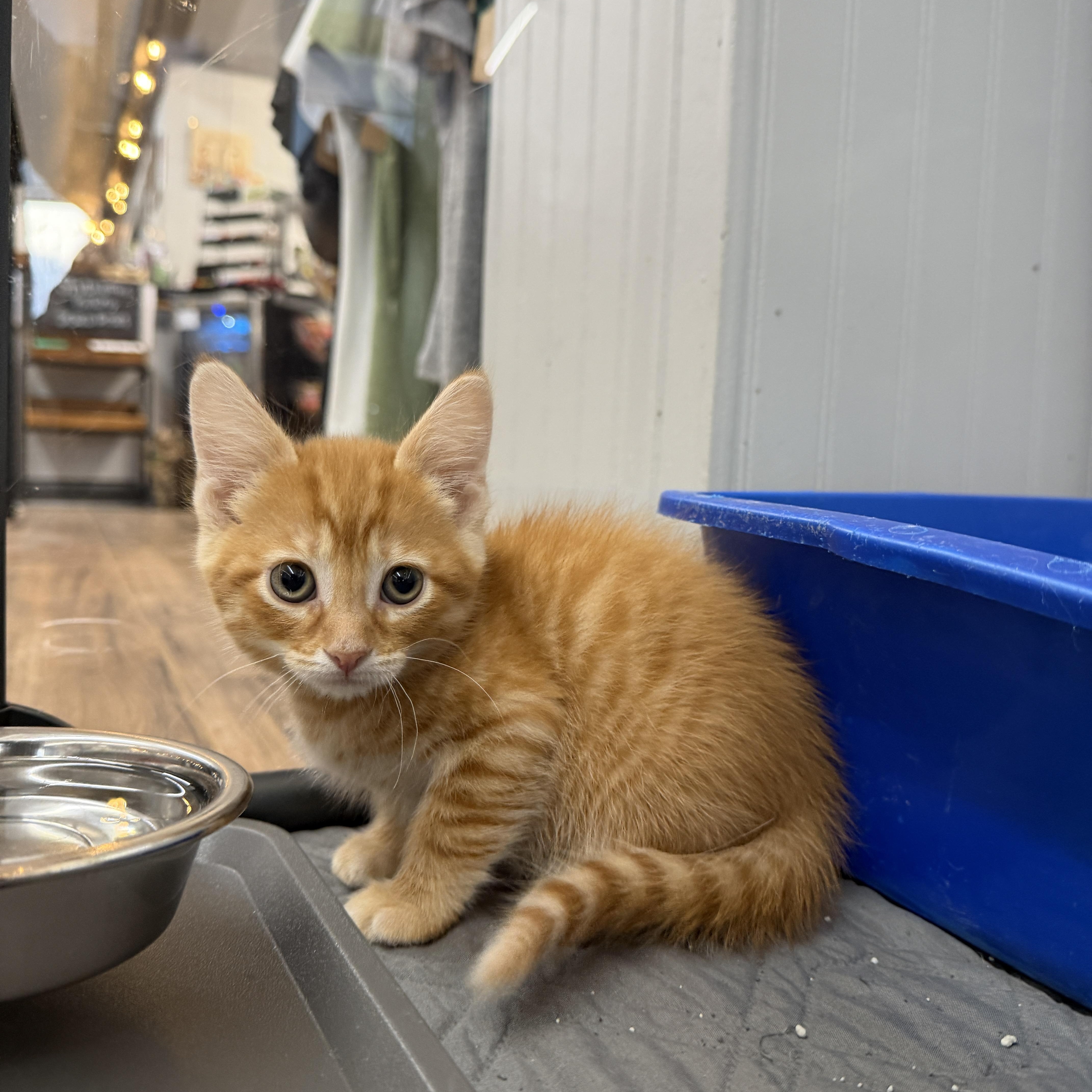 Marten, adopted, Kitten Male Domestic Short Hair.