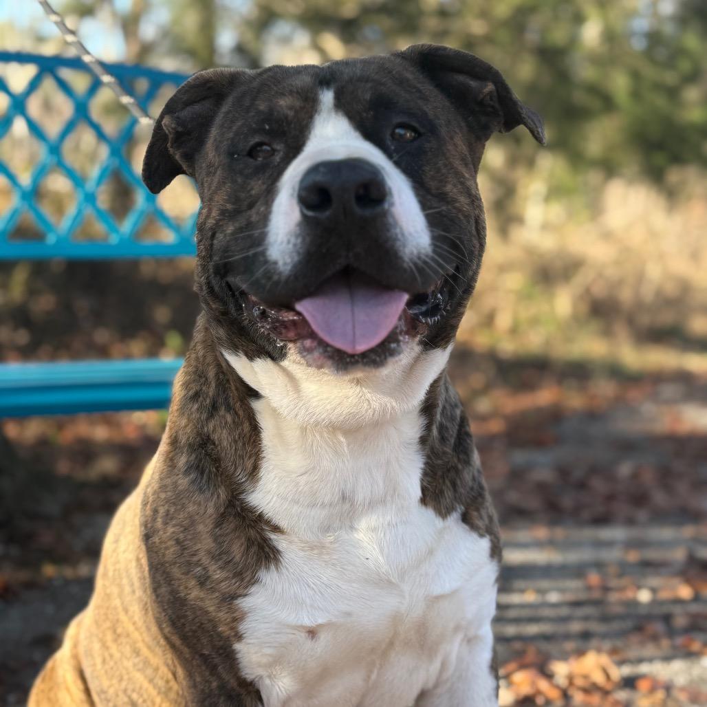Enlarge Bongo, a Adoptable Mixed Breed in Monroeville, AL image 3/4