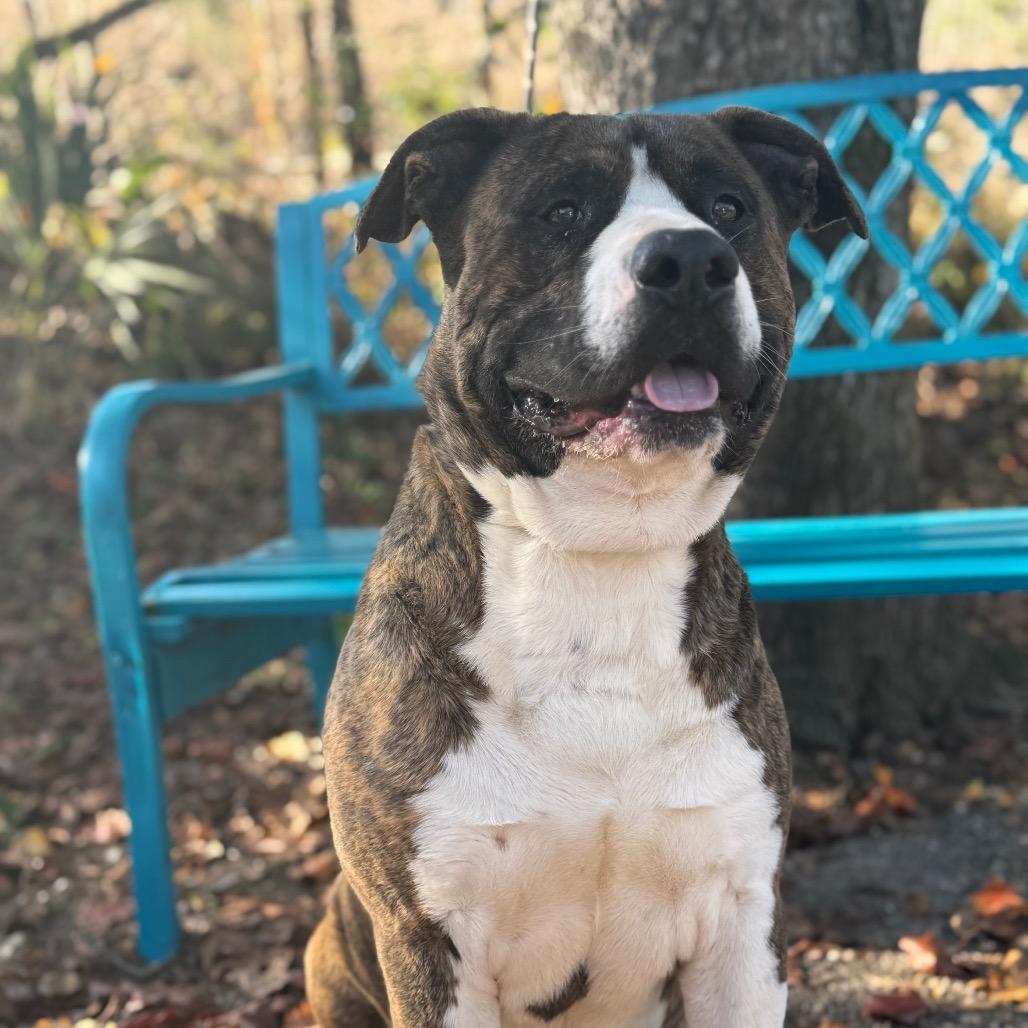 Enlarge Bongo, a Adoptable Mixed Breed in Monroeville, AL image 4/4
