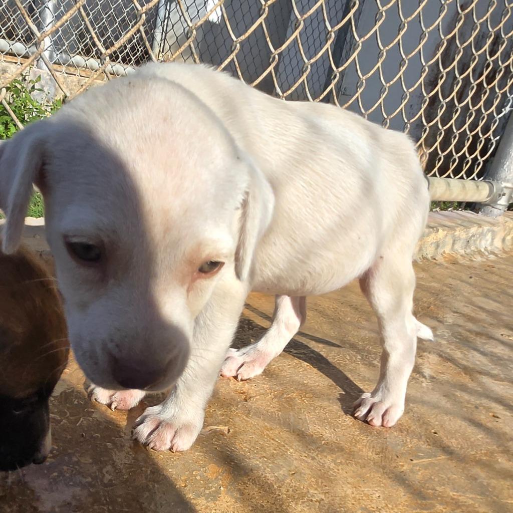 Marnie, a Adoptable mixed breed in Mangilao, GU image 2/3