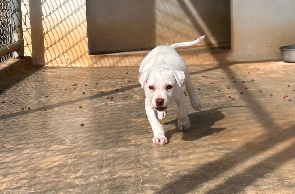 Marnie, a Adoptable mixed breed in Mangilao, GU image 3/3