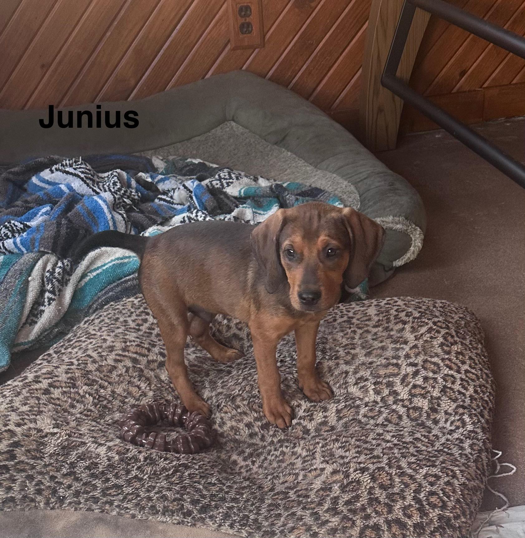 Junius