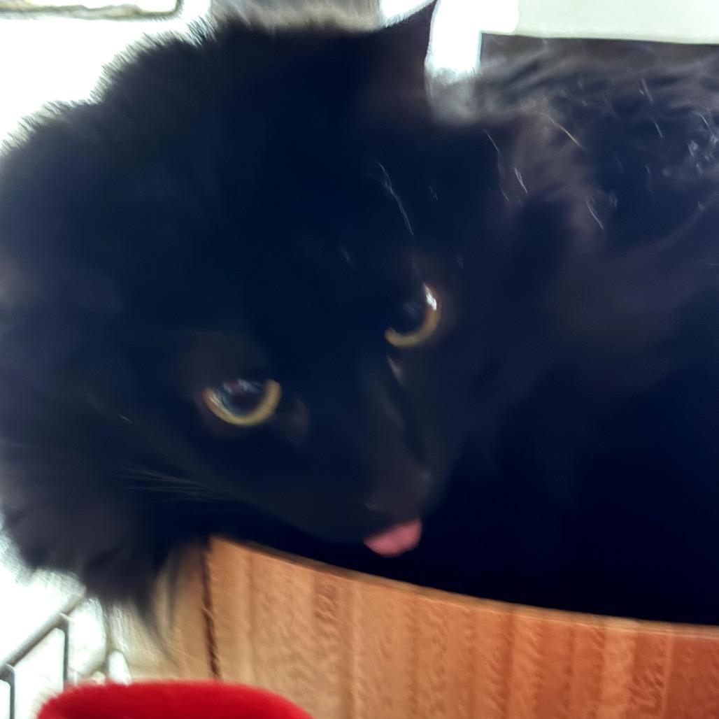 Enlarge Aviendha, a Adoptable Domestic Medium Hair in Winchester, VA image 1/5