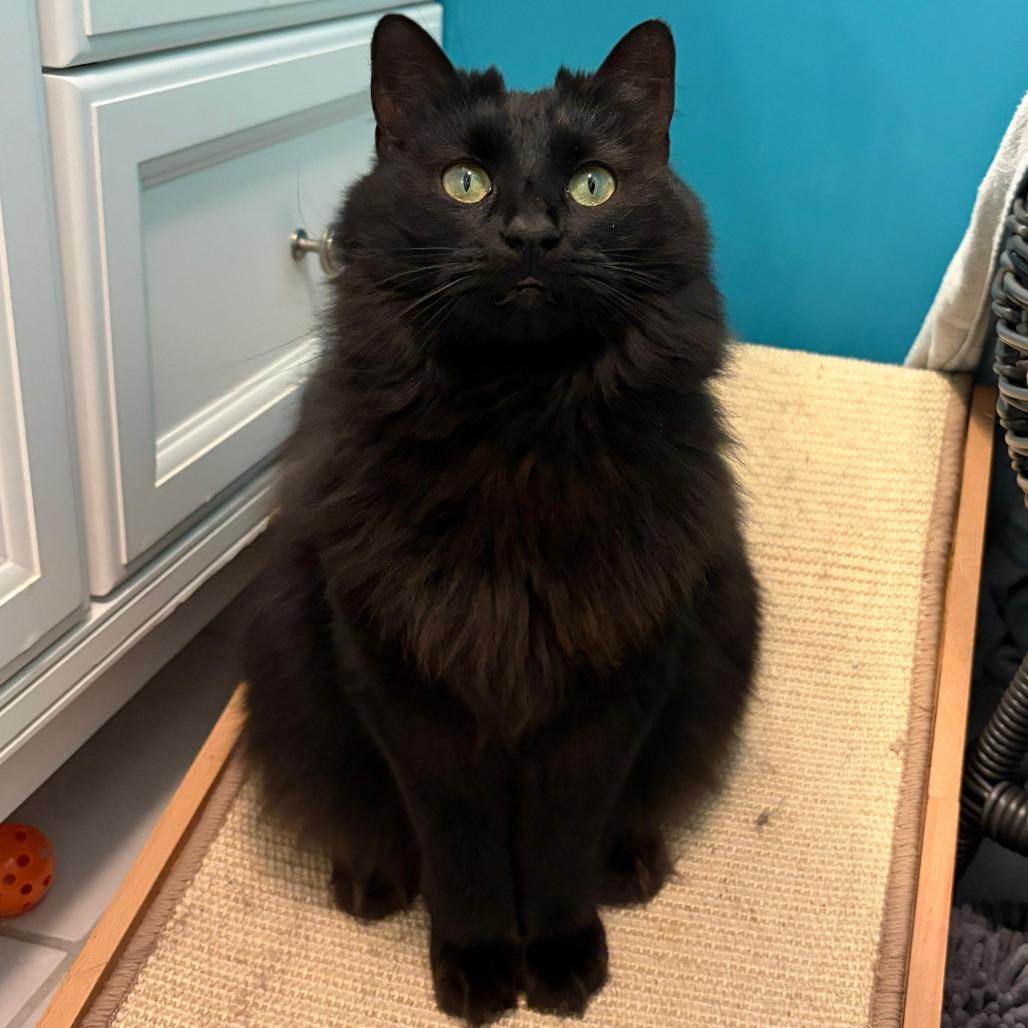 Enlarge Aviendha, a Adoptable Domestic Medium Hair in Winchester, VA image 2/5