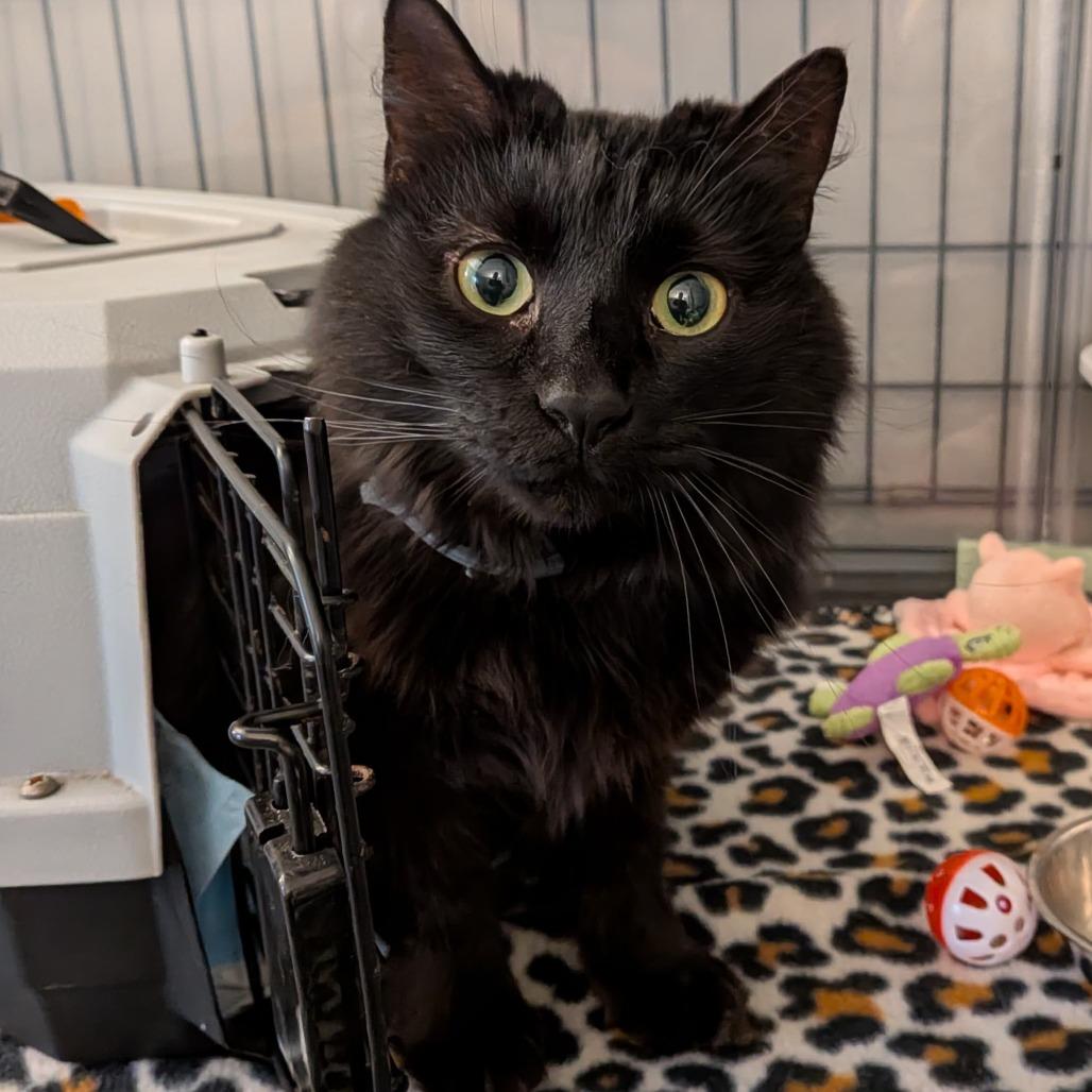 Enlarge Aviendha, a Adoptable Domestic Medium Hair in Winchester, VA image 3/5