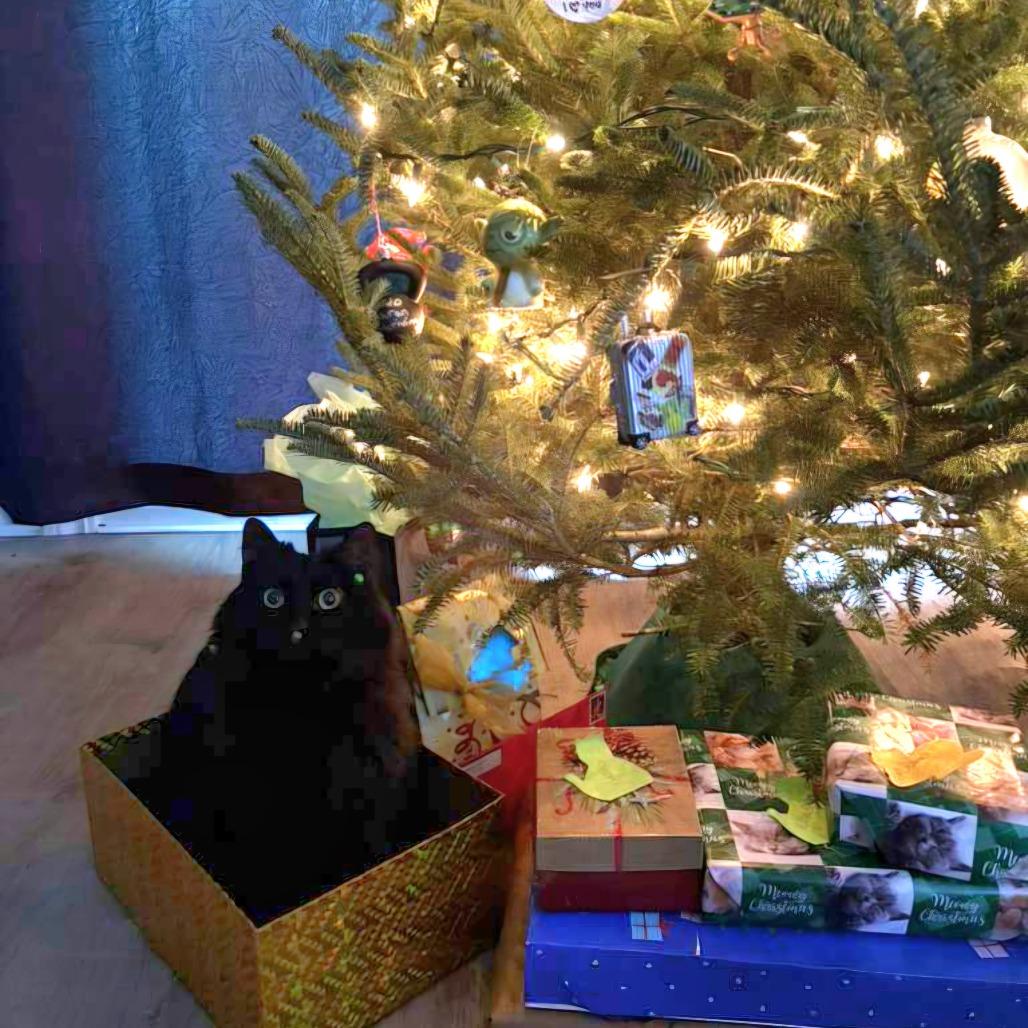 Enlarge Aviendha, a Adoptable Domestic Medium Hair in Winchester, VA image 4/5