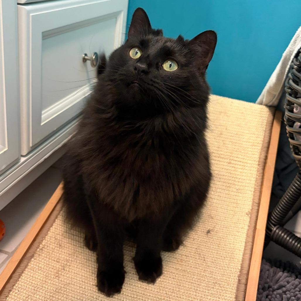 Enlarge Aviendha, a Adoptable Domestic Medium Hair in Winchester, VA image 5/5