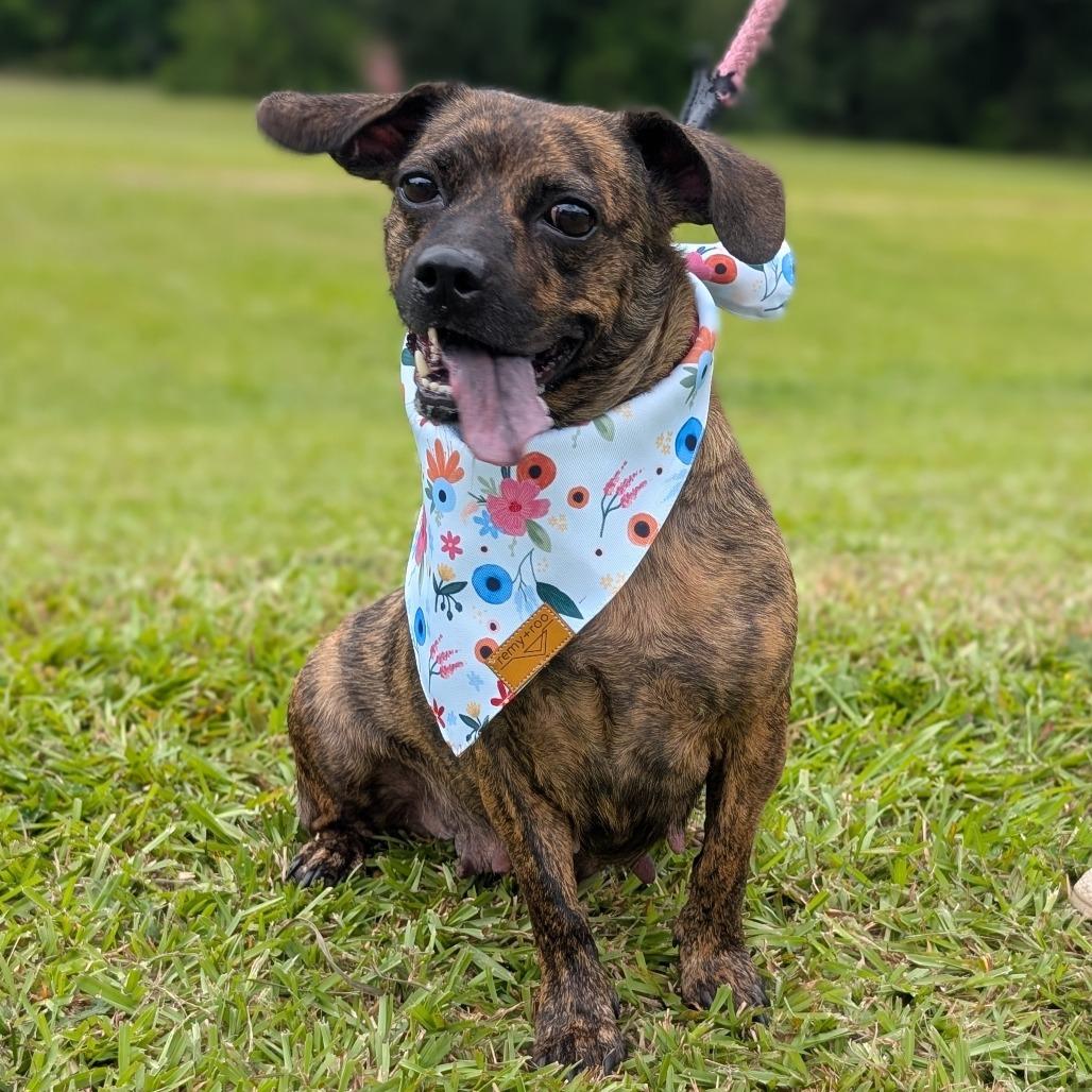 Anna Claire 03-3121, Adoptable, Adult Female Dachshund & Mixed Breed.