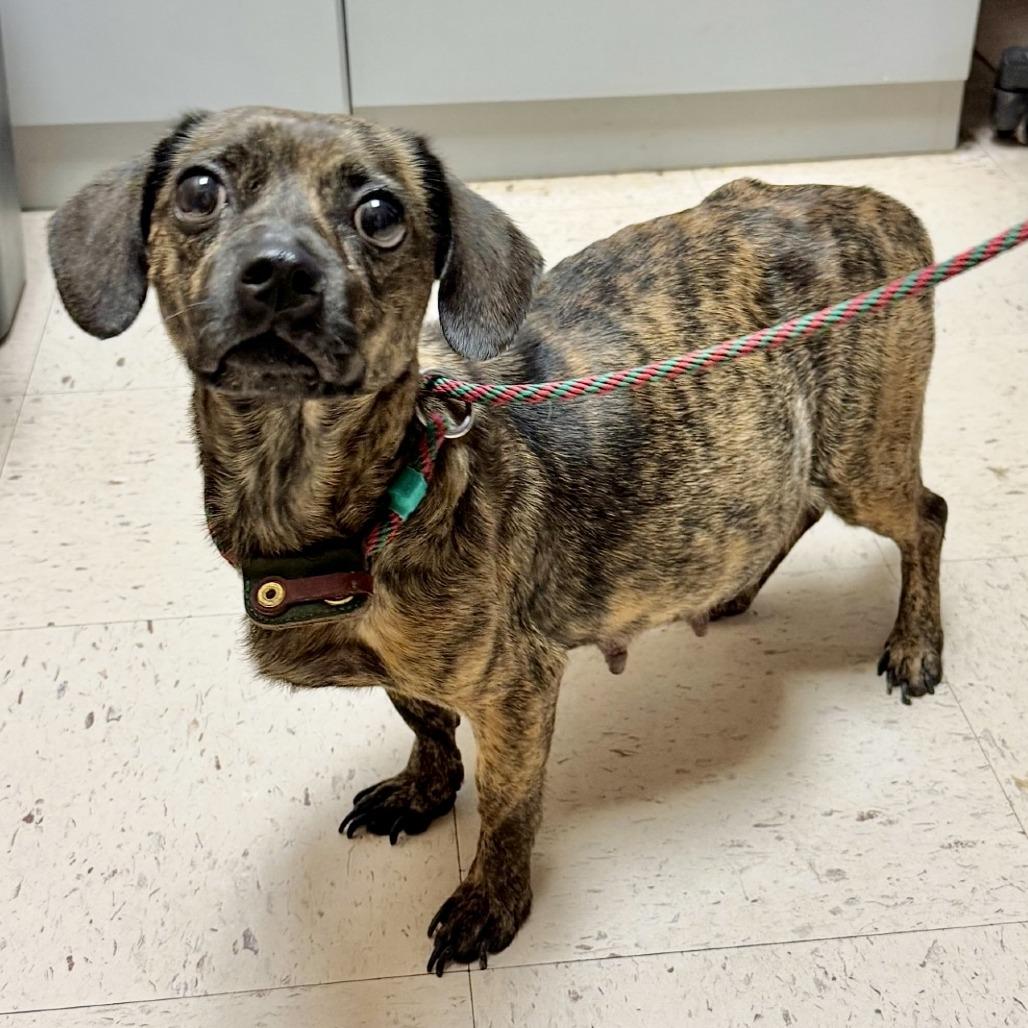 Enlarge Anna Claire 03-3121, a Adoptable mixed breed in Tyrone, GA image 2/6