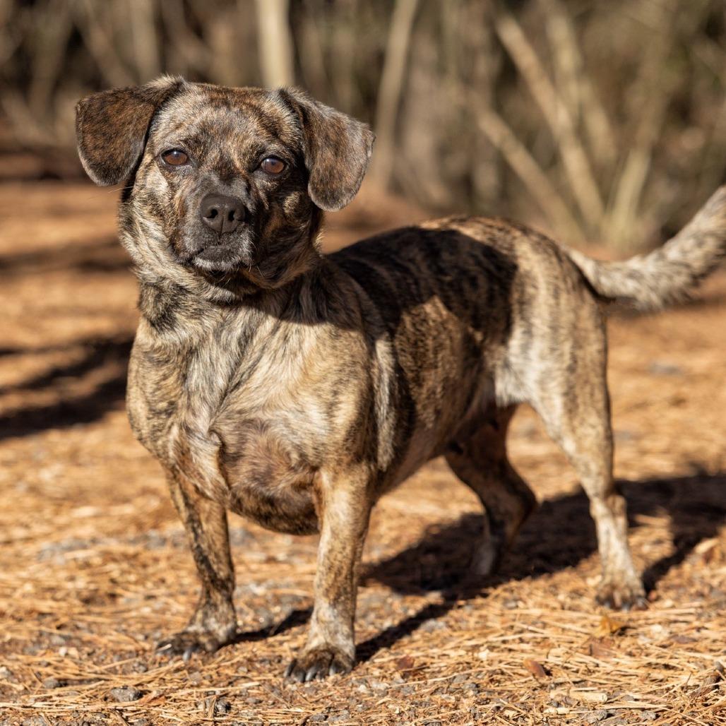 Enlarge Anna Claire 03-3121, a Adoptable mixed breed in Tyrone, GA image 3/6