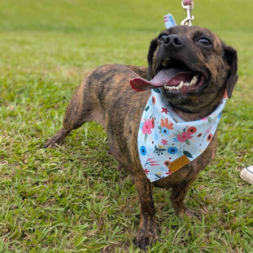 Enlarge Anna Claire 03-3121, a Adoptable mixed breed in Tyrone, GA image 4/6