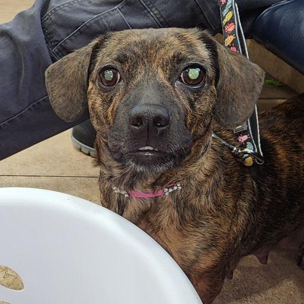 Enlarge Anna Claire 03-3121, a Adoptable mixed breed in Tyrone, GA image 5/6