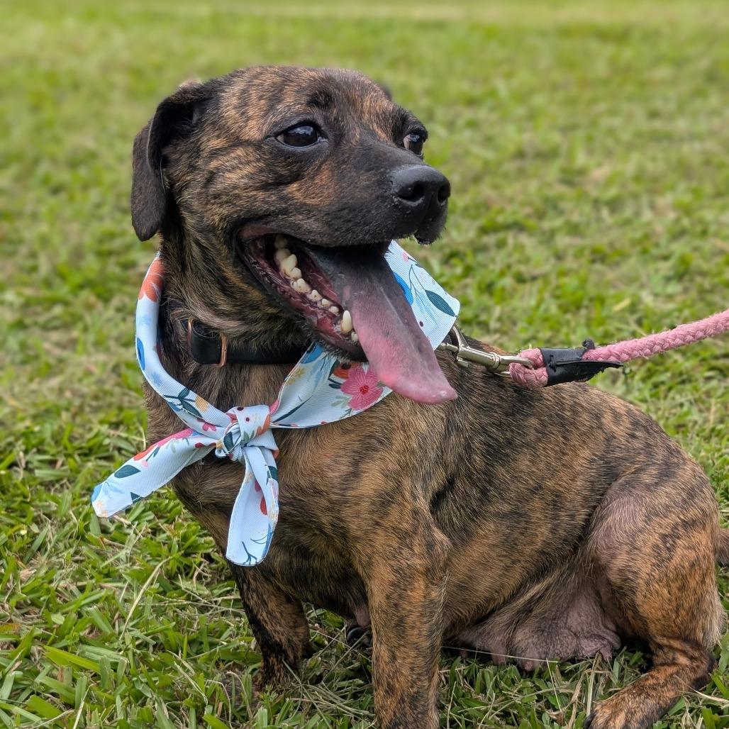 Enlarge Anna Claire 03-3121, a Adoptable mixed breed in Tyrone, GA image 6/6