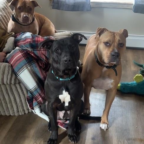 Enlarge Zipper, a ADOPTABLE mixed breed in Shermans Dale, PA image 5/6