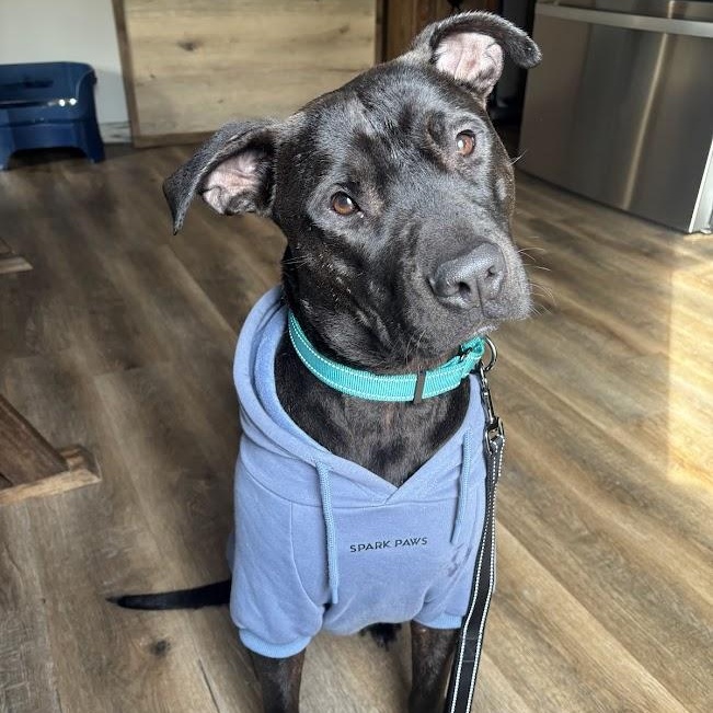 Enlarge Zipper, a ADOPTABLE mixed breed in Shermans Dale, PA image 4/6