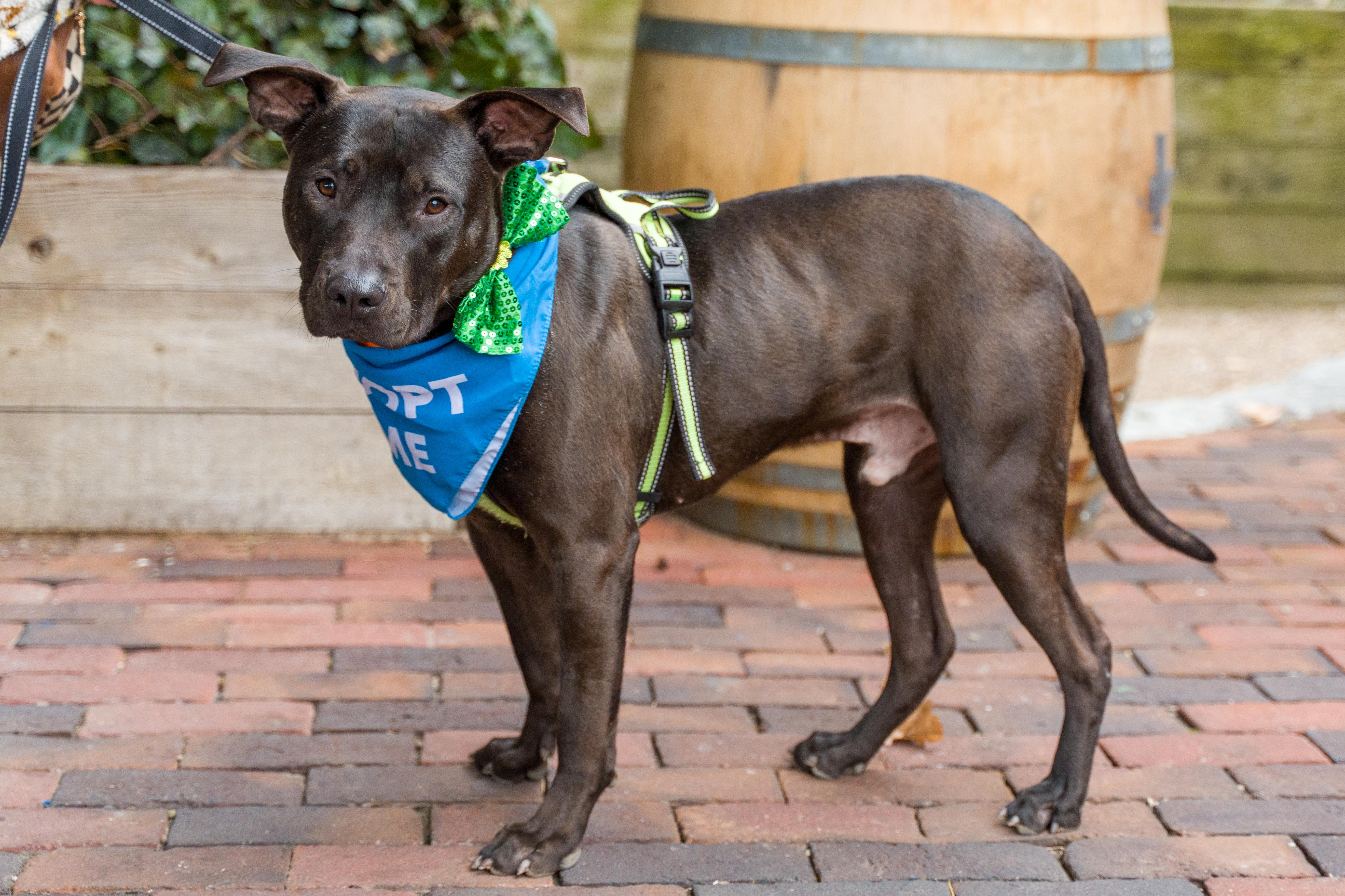 Zipper, ADOPTABLE, Adult Male Pit Bull Terrier & American Staffordshire Terrier.