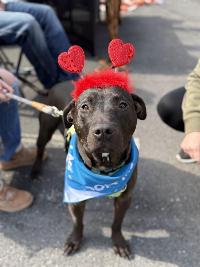 Enlarge Zipper, a ADOPTABLE mixed breed in Shermans Dale, PA image 3/6