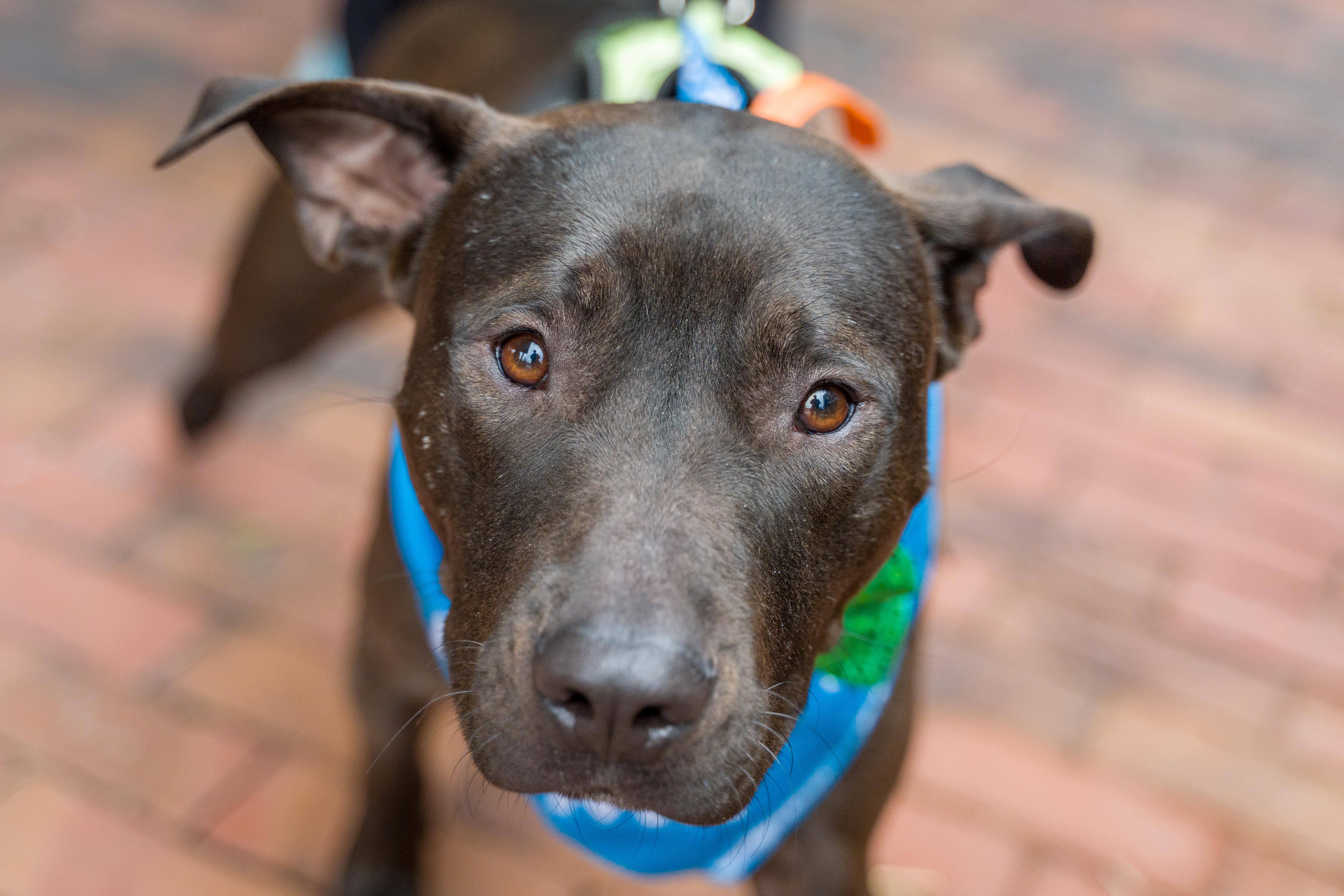 Enlarge Zipper, a ADOPTABLE mixed breed in Shermans Dale, PA image 2/6
