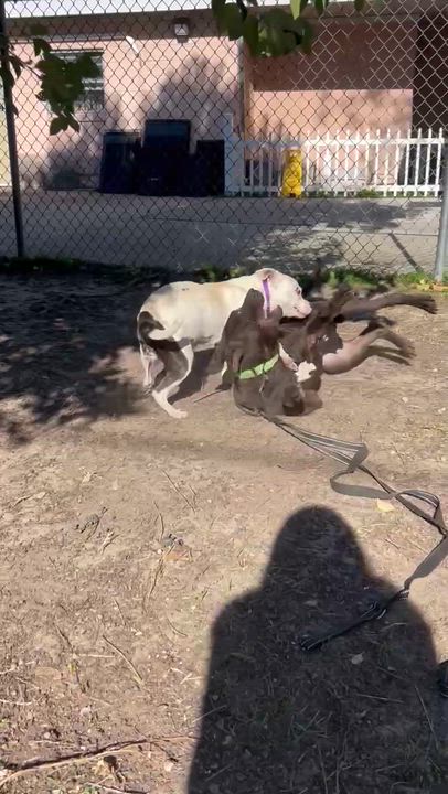 Enlarge Zipper, a ADOPTABLE mixed breed in Shermans Dale, PA video 6/6