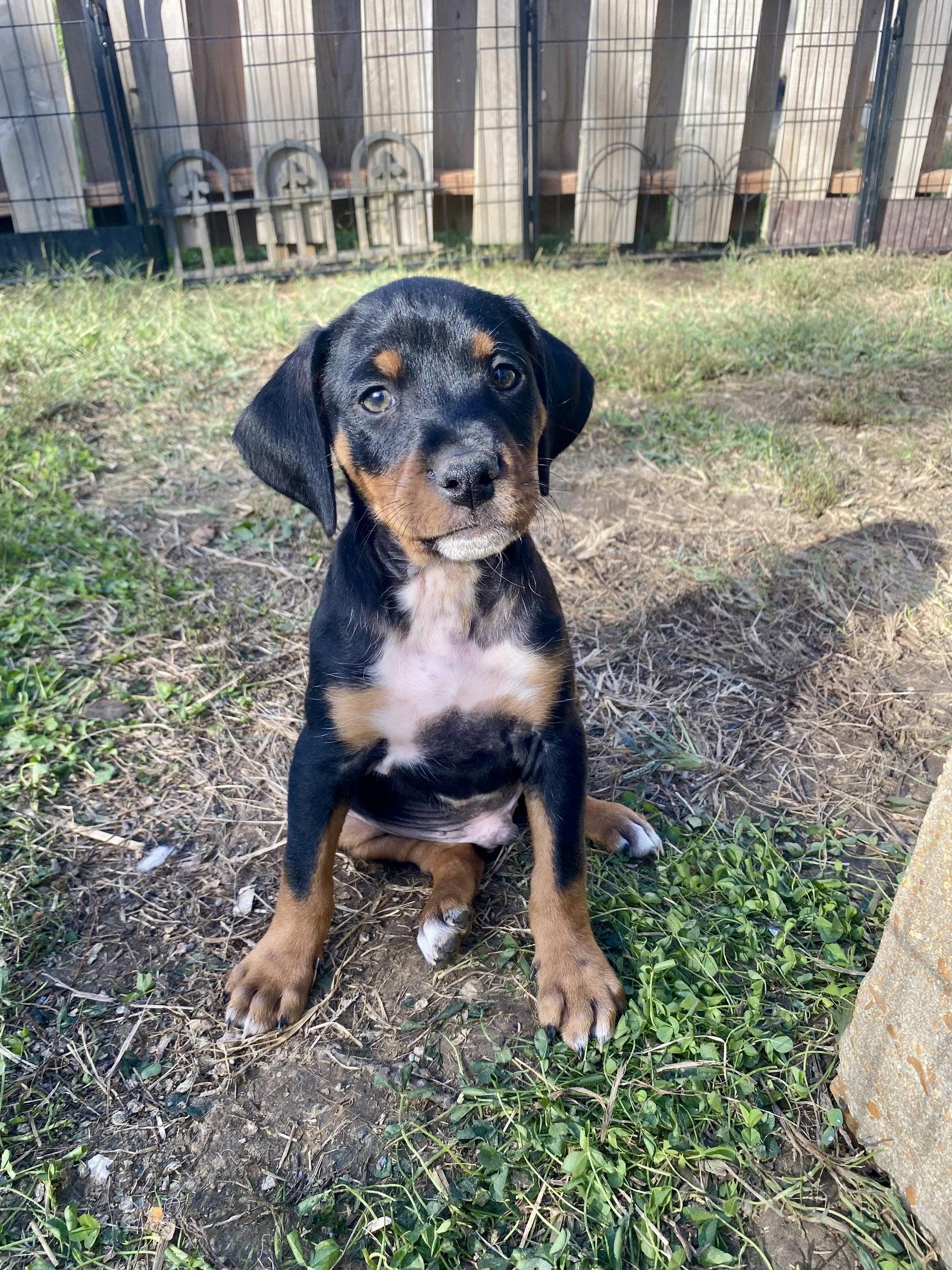 Enlarge Rolo, a Adoptable mixed breed in Barnhart, MO image 1/3