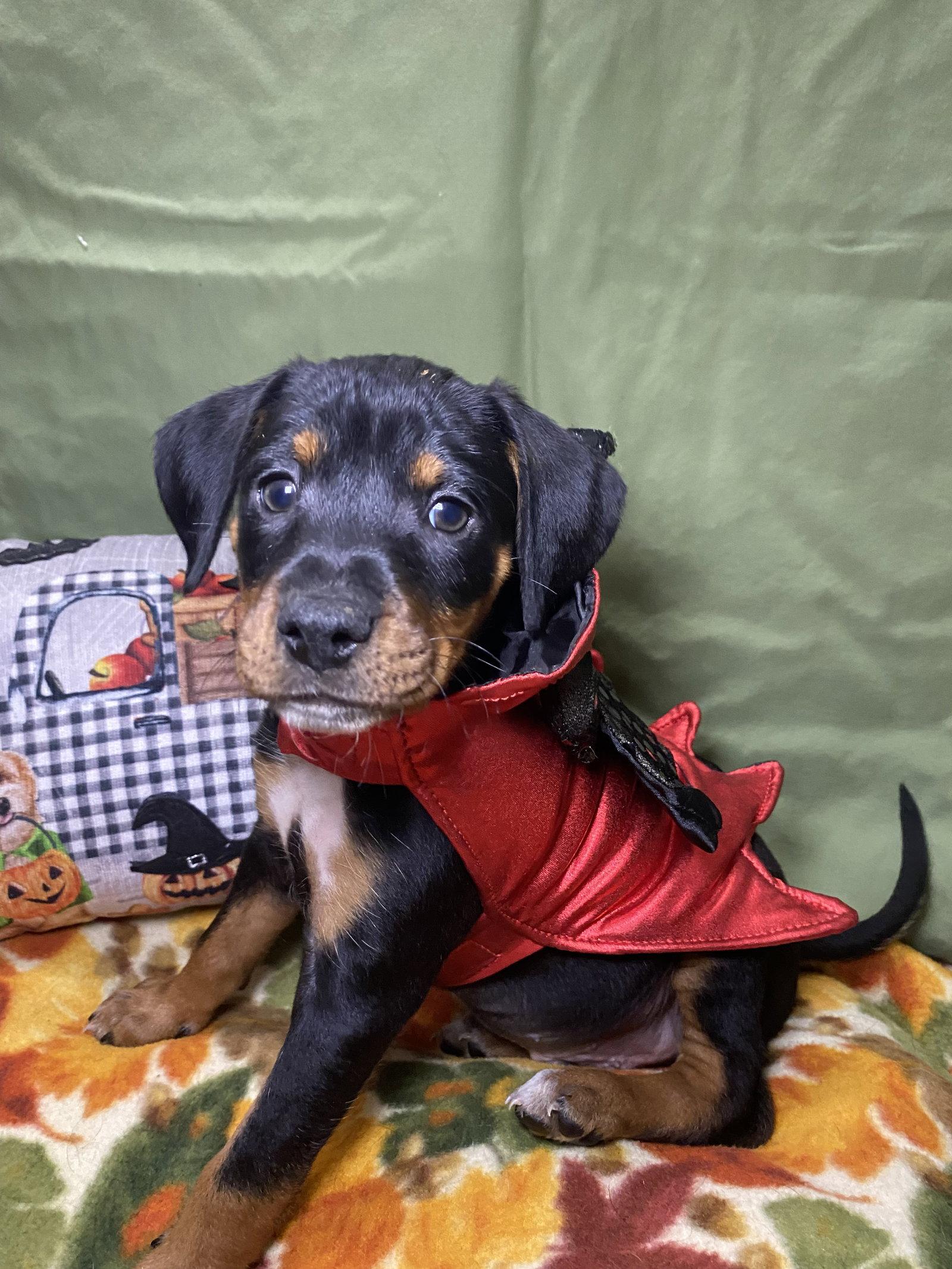 Enlarge Rolo, a Adoptable mixed breed in Barnhart, MO image 2/3